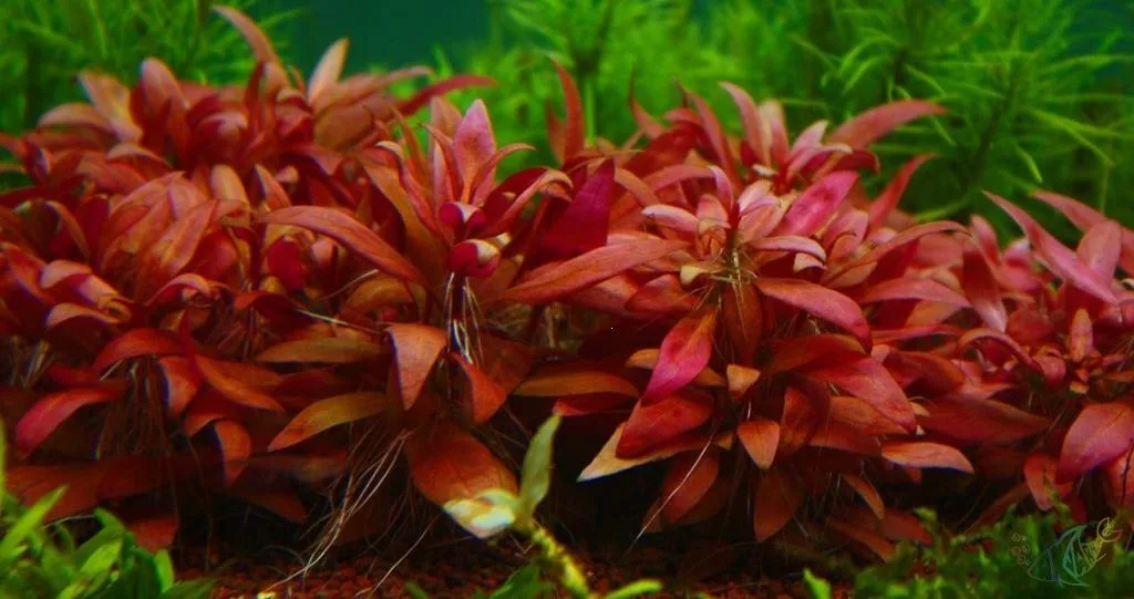 Альтернантера Рейнека мини (Alternanthera reineckii mini)